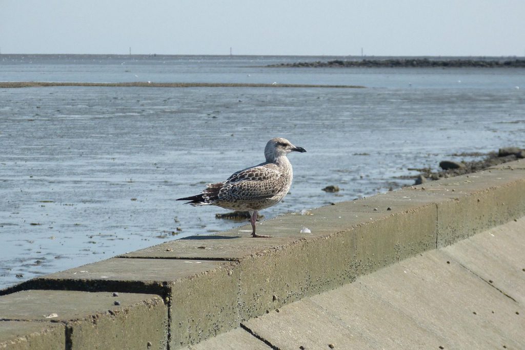 Ferienhaus & Ferienwohnung Verwaltung in Neuharlingersiel